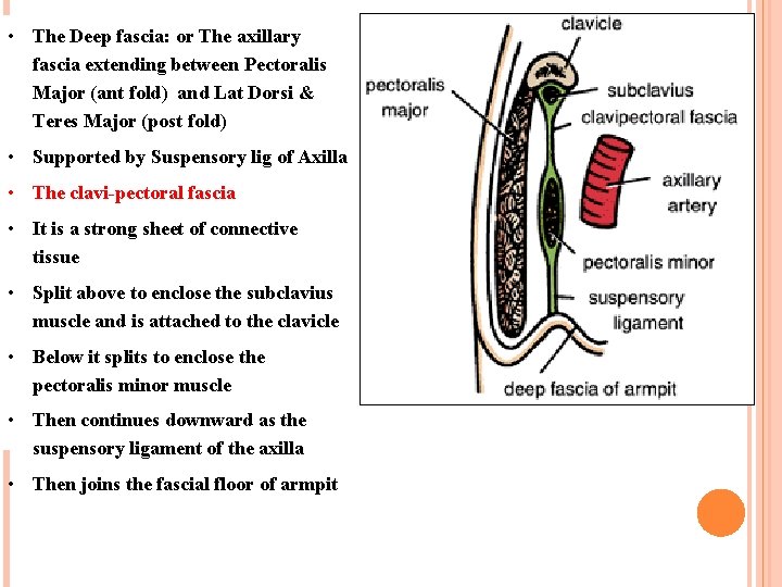  • The Deep fascia: or The axillary fascia extending between Pectoralis Major (ant