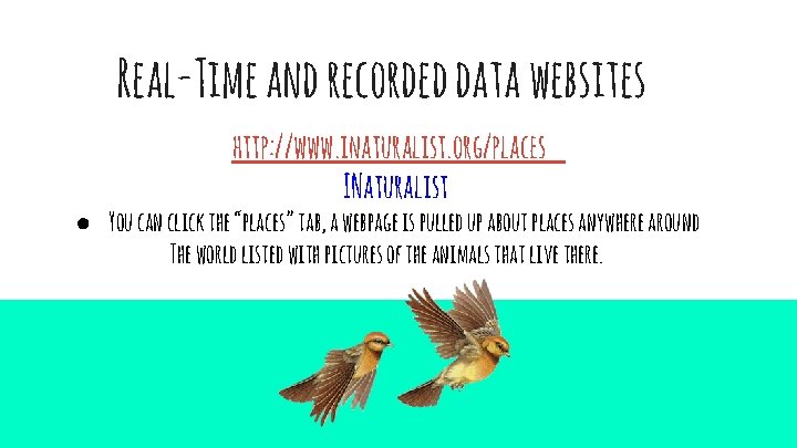 Real-Time and recorded data websites http: //www. inaturalist. org/places INaturalist ● You can click