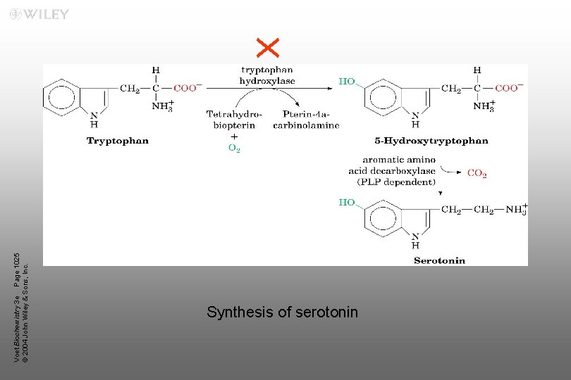 Voet Biochemistry 3 e Page 1025 © 2004 John Wiley & Sons, Inc. Synthesis