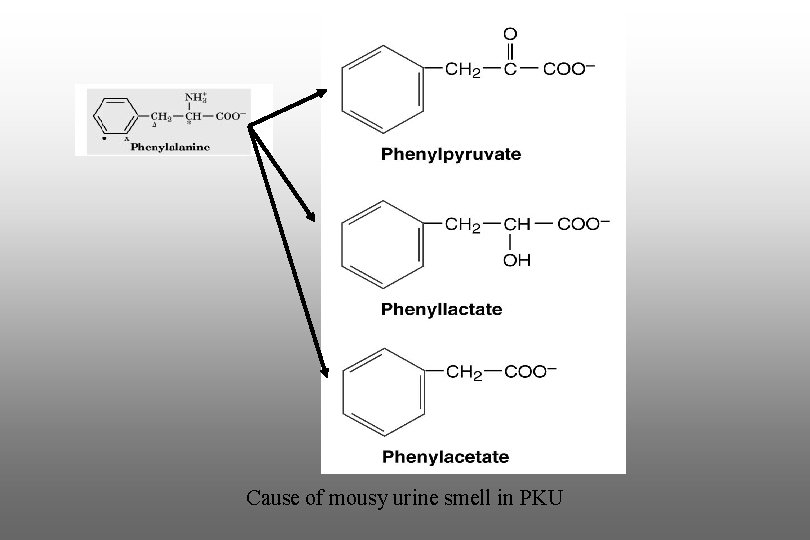 Cause of mousy urine smell in PKU 