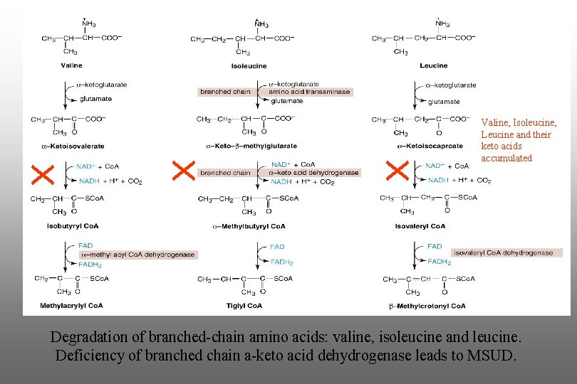 Valine, Isoleucine, Leucine and their keto acids accumulated Degradation of branched-chain amino acids: valine,