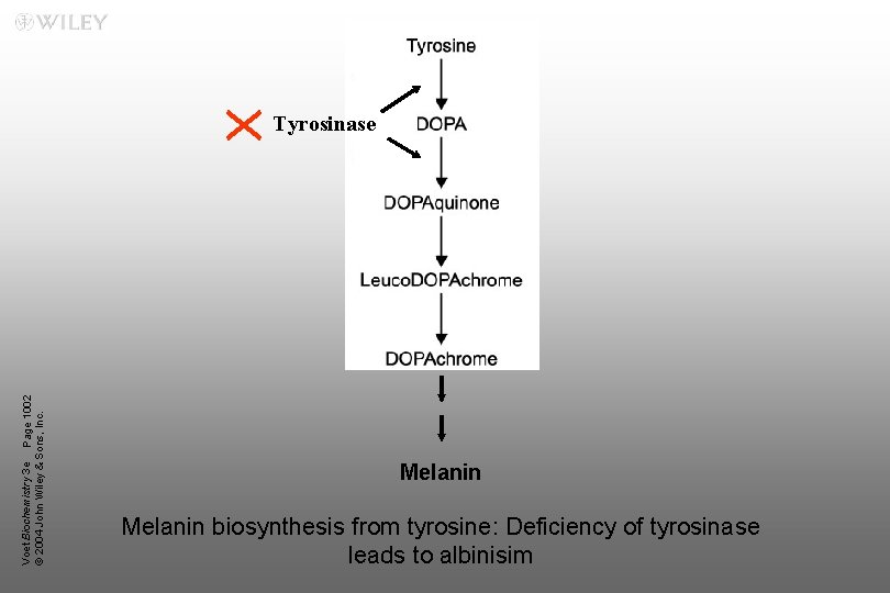 Voet Biochemistry 3 e Page 1002 © 2004 John Wiley & Sons, Inc. Tyrosinase