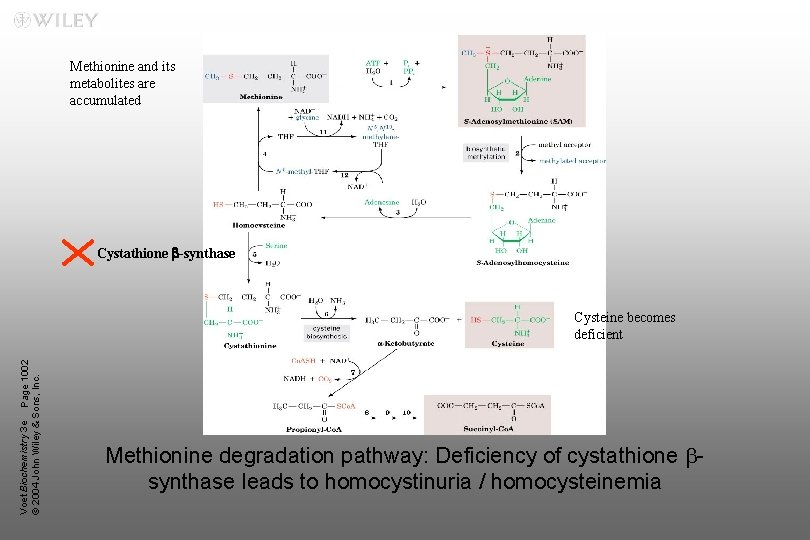 Methionine and its metabolites are accumulated Cystathione b-synthase Voet Biochemistry 3 e Page 1002