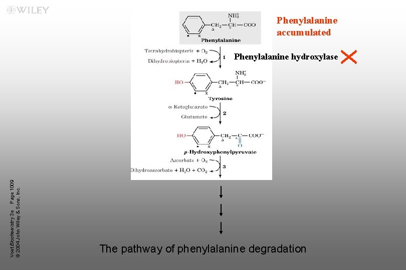Phenylalanine accumulated Voet Biochemistry 3 e Page 1009 © 2004 John Wiley & Sons,