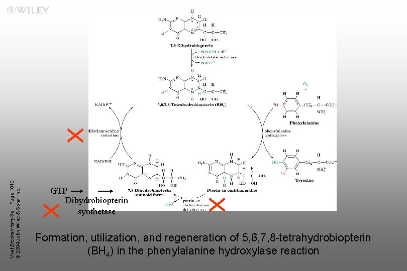Voet Biochemistry 3 e Page 1010 © 2004 John Wiley & Sons, Inc. GTP