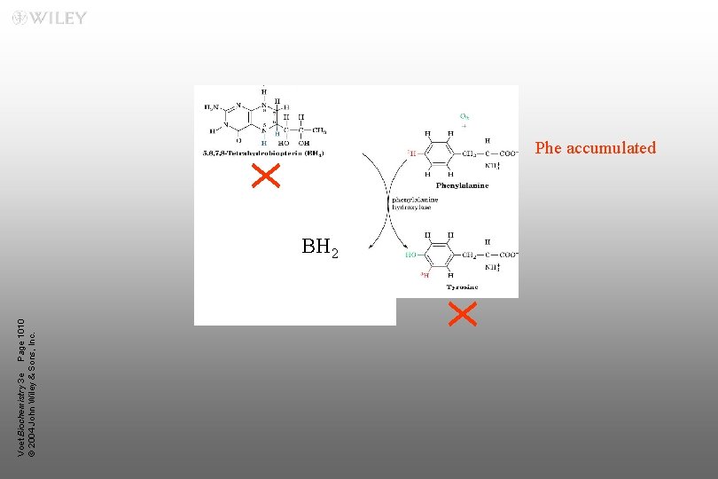 Voet Biochemistry 3 e Page 1010 © 2004 John Wiley & Sons, Inc. Phe