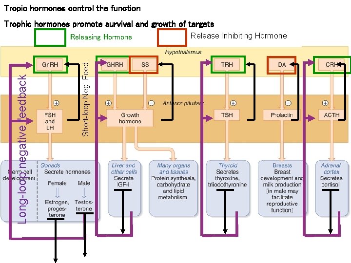 Tropic hormones control the function Trophic hormones promote survival and growth of targets Short-loop