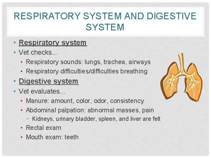 RESPIRATORY SYSTEM AND DIGESTIVE SYSTEM • Respiratory system • Vet checks… • Respiratory sounds: