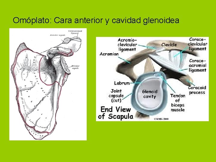 Omóplato: Cara anterior y cavidad glenoidea 