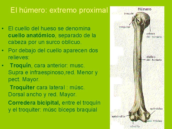 El húmero: extremo proximal • El cuello del hueso se denomina cuello anatómico, separado