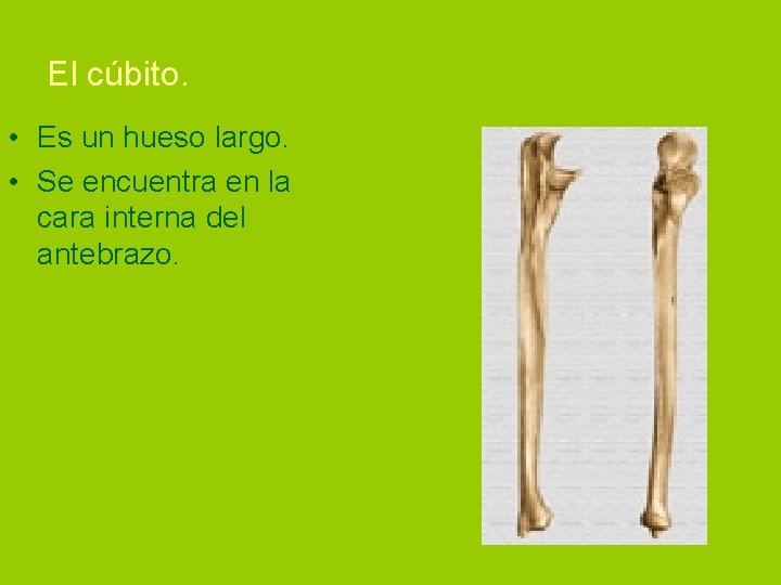 El cúbito. • Es un hueso largo. • Se encuentra en la cara interna