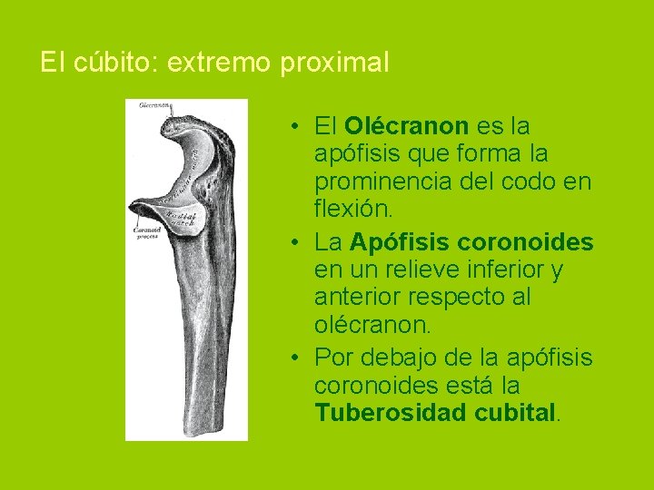 El cúbito: extremo proximal • El Olécranon es la apófisis que forma la prominencia