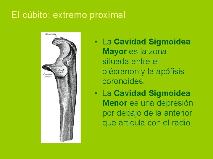 El cúbito: extremo proximal • La Cavidad Sigmoidea Mayor es la zona situada entre