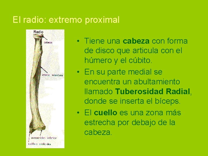 El radio: extremo proximal • Tiene una cabeza con forma de disco que articula