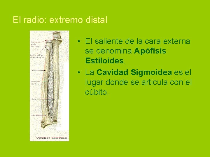 El radio: extremo distal • El saliente de la cara externa se denomina Apófisis