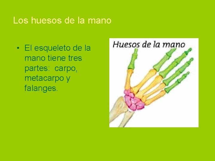 Los huesos de la mano • El esqueleto de la mano tiene tres partes: