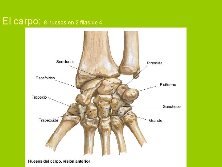 El carpo: 8 huesos en 2 filas de 4 