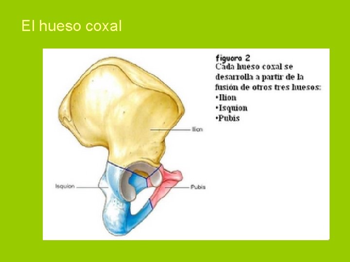 El hueso coxal 