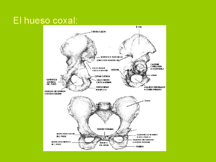 El hueso coxal: 