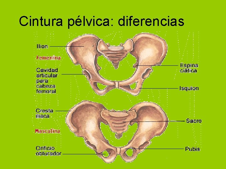 Cintura pélvica: diferencias 