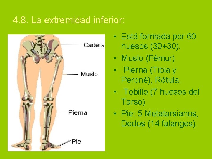 4. 8. La extremidad inferior: • Está formada por 60 huesos (30+30). • Muslo