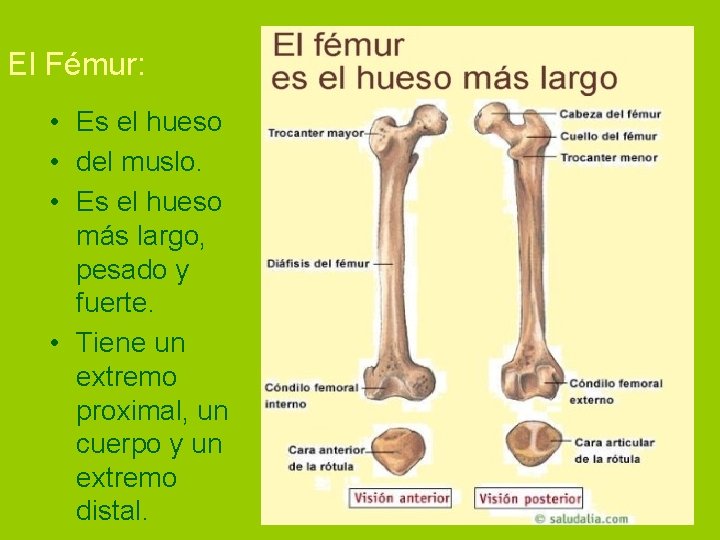 El Fémur: • Es el hueso • del muslo. • Es el hueso más