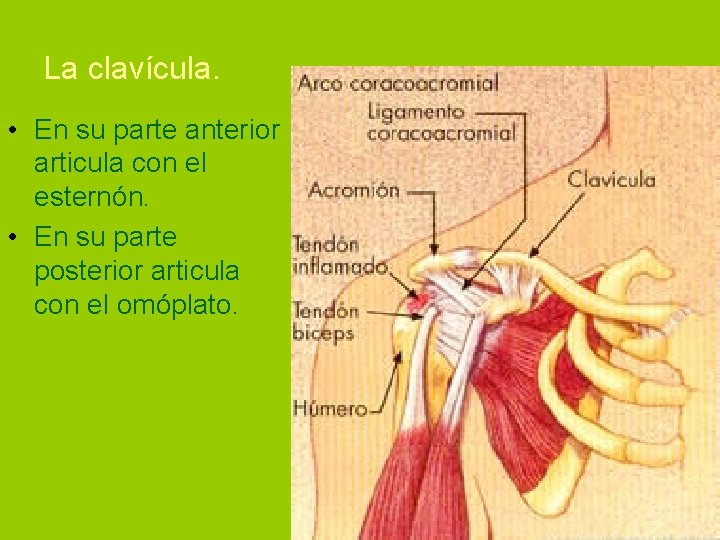 La clavícula. • En su parte anterior articula con el esternón. • En su