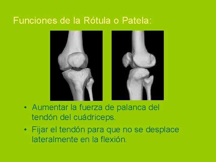 Funciones de la Rótula o Patela: • Aumentar la fuerza de palanca del tendón