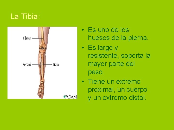 La Tibia: • Es uno de los huesos de la pierna. • Es largo