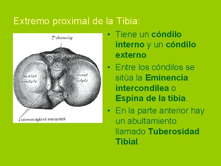 Extremo proximal de la Tibia: • Tiene un cóndilo interno y un cóndilo externo.