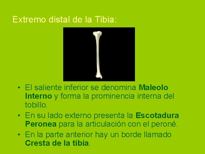 Extremo distal de la Tibia: • El saliente inferior se denomina Maleolo Interno y