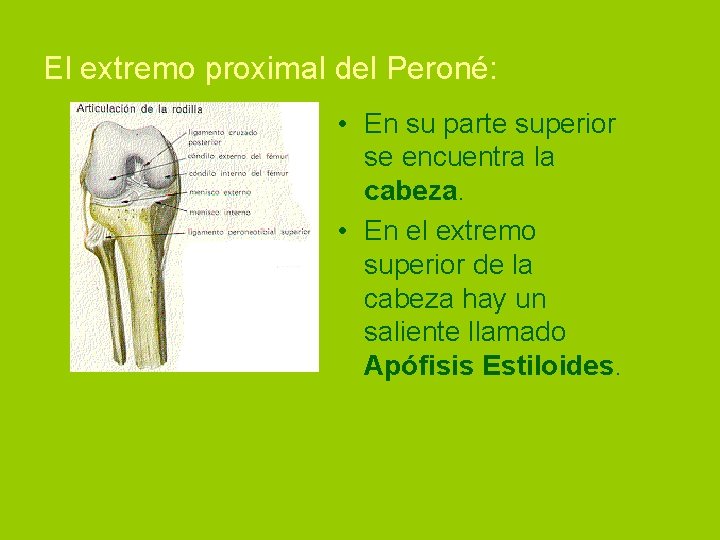 El extremo proximal del Peroné: • En su parte superior se encuentra la cabeza.