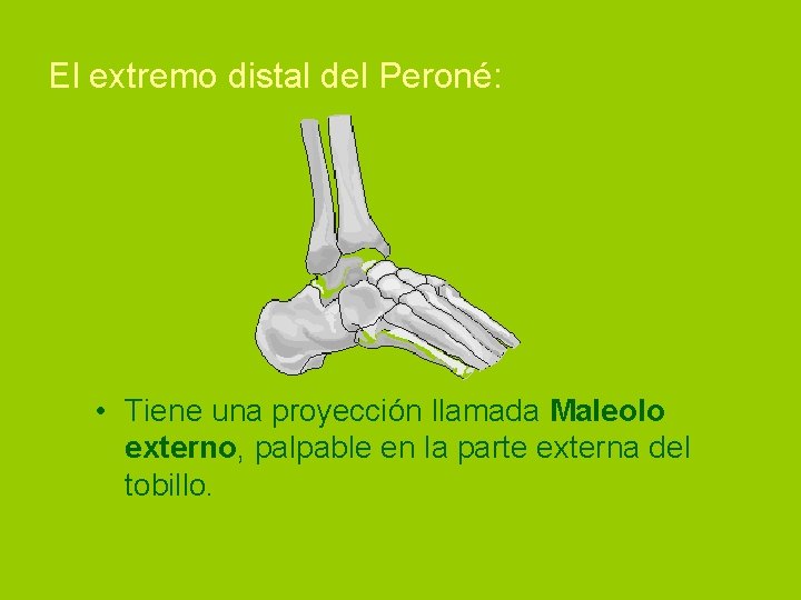 El extremo distal del Peroné: • Tiene una proyección llamada Maleolo externo, palpable en