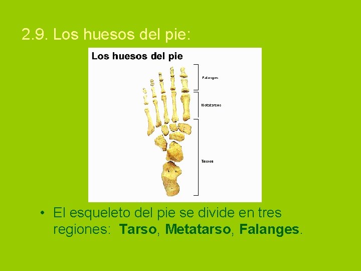 2. 9. Los huesos del pie: • El esqueleto del pie se divide en