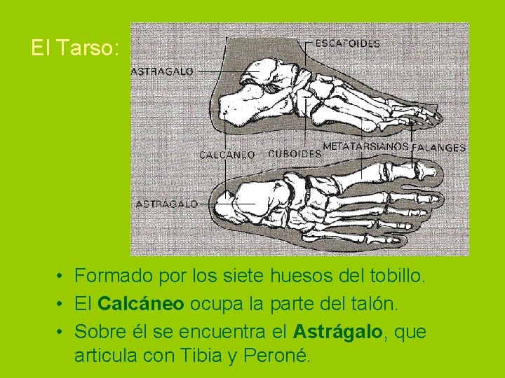 El Tarso: • Formado por los siete huesos del tobillo. • El Calcáneo ocupa