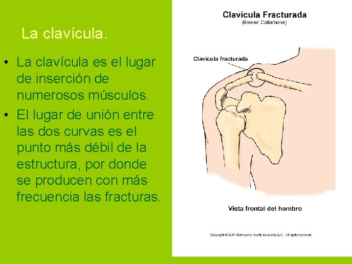 La clavícula. • La clavícula es el lugar de inserción de numerosos músculos. •