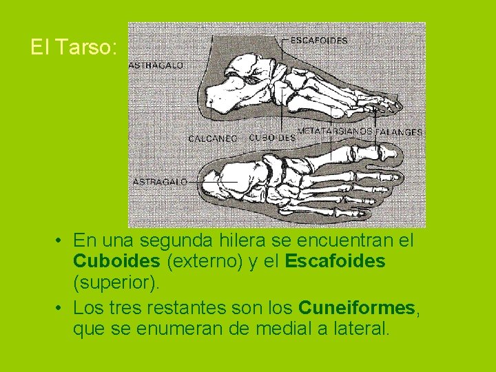 El Tarso: • En una segunda hilera se encuentran el Cuboides (externo) y el