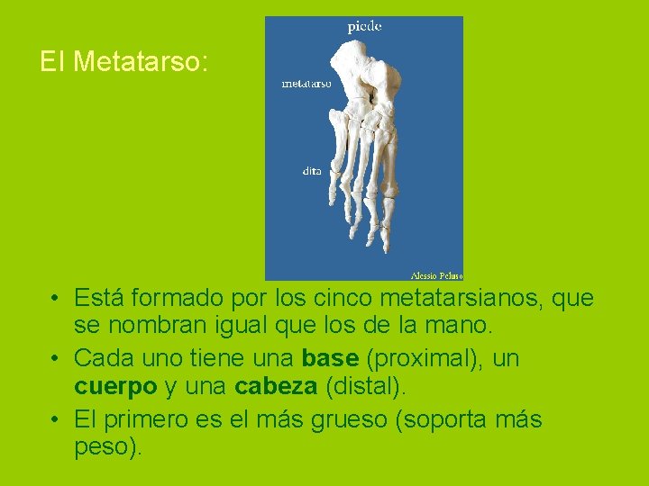 El Metatarso: • Está formado por los cinco metatarsianos, que se nombran igual que
