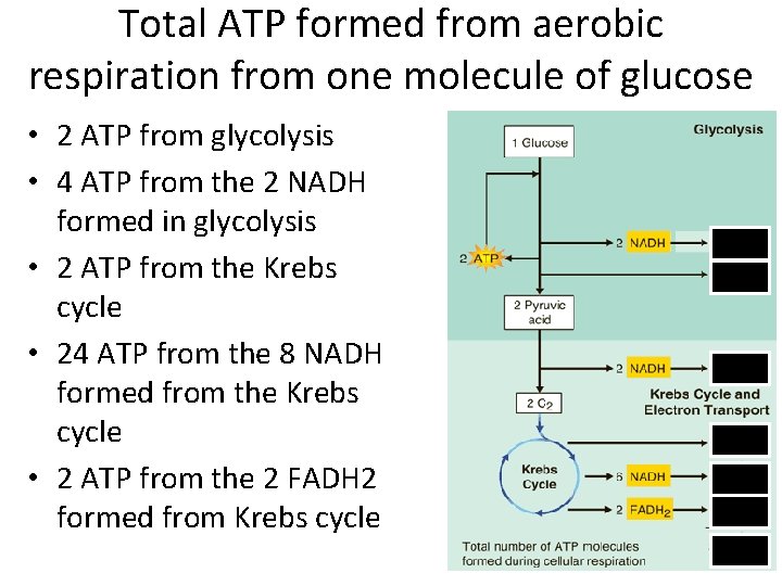 Total ATP formed from aerobic respiration from one molecule of glucose • 2 ATP