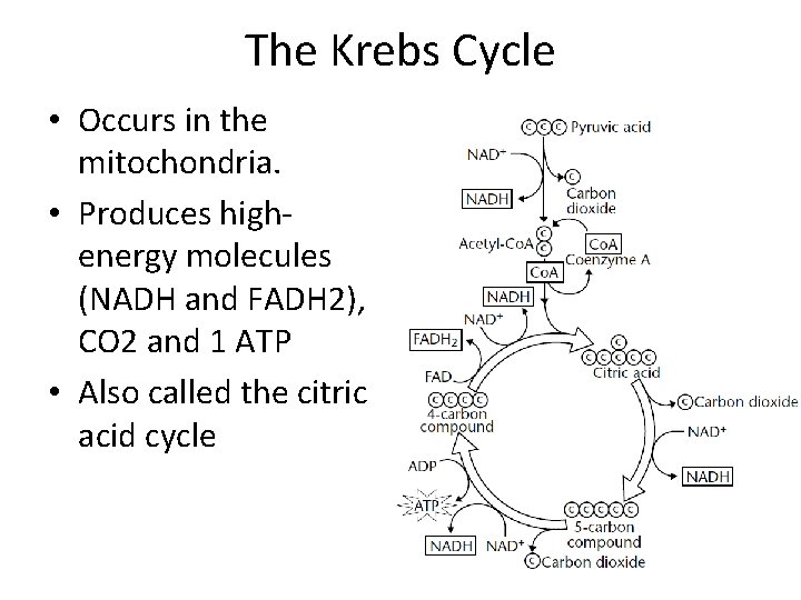 The Krebs Cycle • Occurs in the mitochondria. • Produces highenergy molecules (NADH and