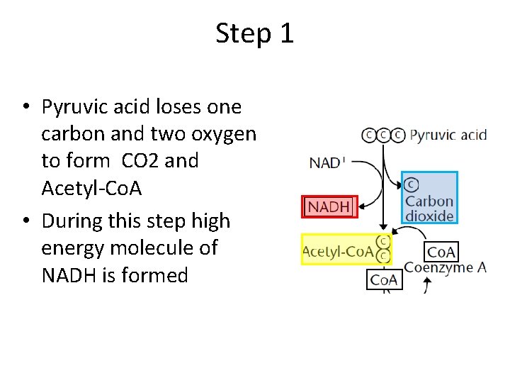 Step 1 • Pyruvic acid loses one carbon and two oxygen to form CO