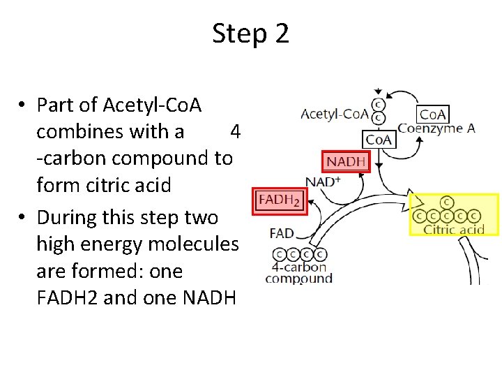 Step 2 • Part of Acetyl-Co. A combines with a 4 -carbon compound to