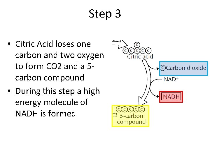 Step 3 • Citric Acid loses one carbon and two oxygen to form CO