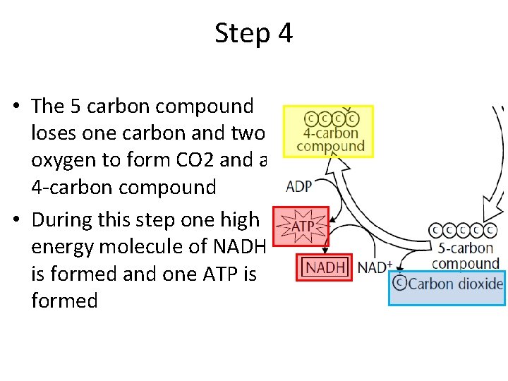 Step 4 • The 5 carbon compound loses one carbon and two oxygen to