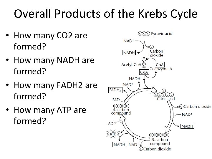 Overall Products of the Krebs Cycle • How many CO 2 are formed? •
