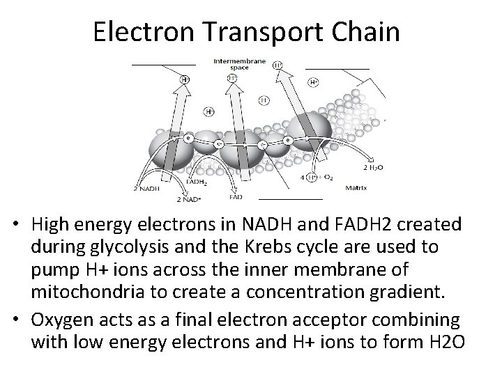 Electron Transport Chain • High energy electrons in NADH and FADH 2 created during