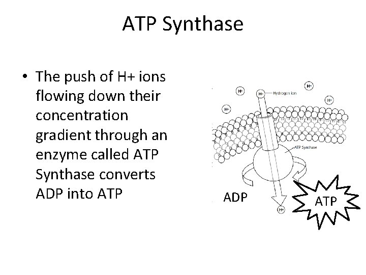 ATP Synthase • The push of H+ ions flowing down their concentration gradient through