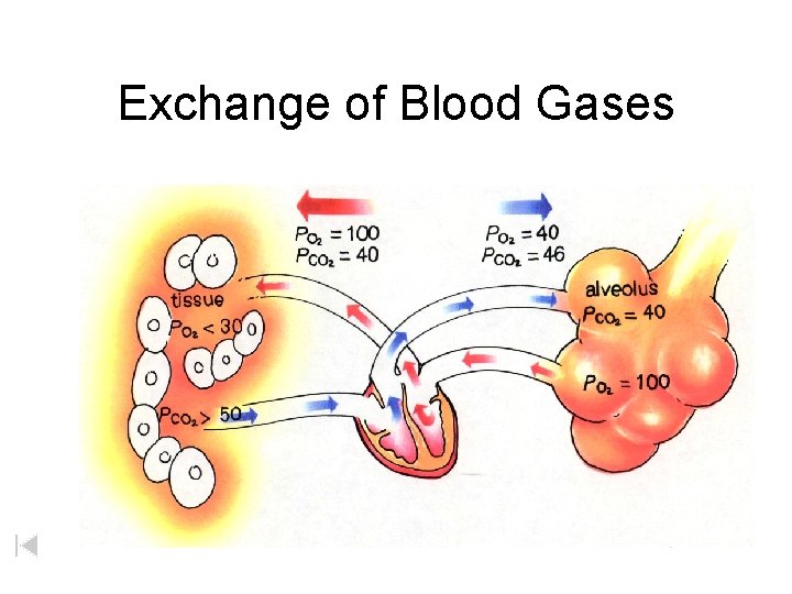 Exchange of Blood Gases 