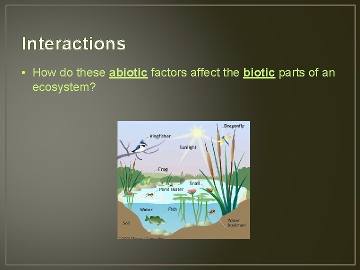 Interactions • How do these abiotic factors affect the biotic parts of an ecosystem?