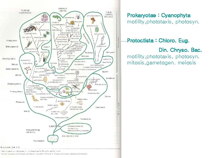 Prokaryotae : Cyanophyta motility, phototaxis, photosyn. Protoctista : Chloro. Eug. Din. Chryso. Bac. motility,